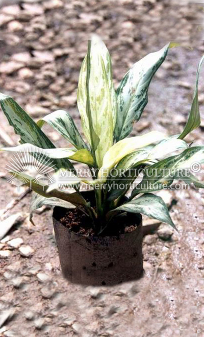 Aglaonema Silver queen